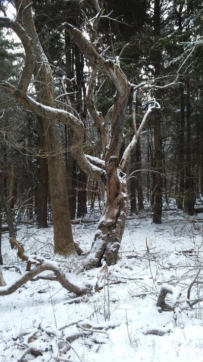 Turnpike State Forest