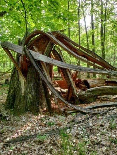 Turnpike State Forest
