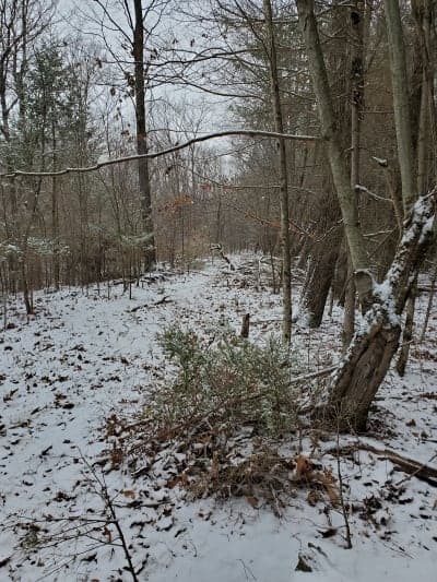 Turnpike State Forest
