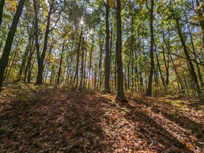 Tygarts State Forest