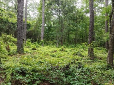 Twin Rivers State Forest
