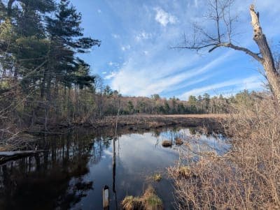 Upton State Forest