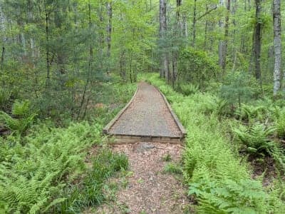 Upton State Forest