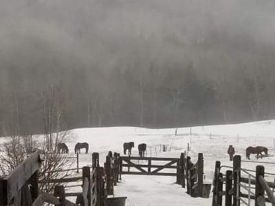 Vermont Icelandic Horse Farm