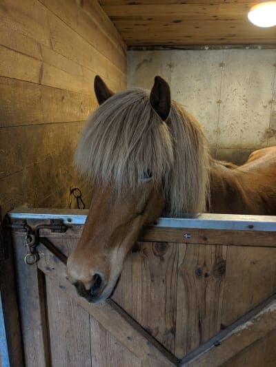 Vermont Icelandic Horse Farm