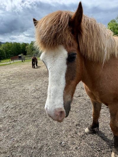 Vermont Icelandic Horse Farm