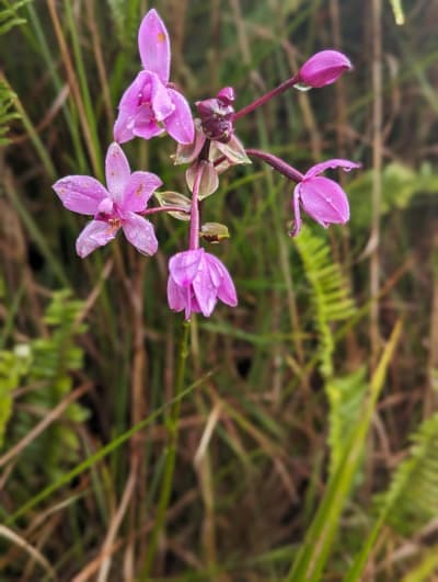 Wailua Game Management Area / Moalepe Trail