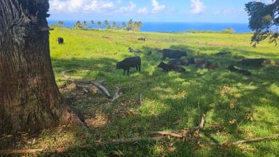 Wailea Horseback Adventure at Umauma