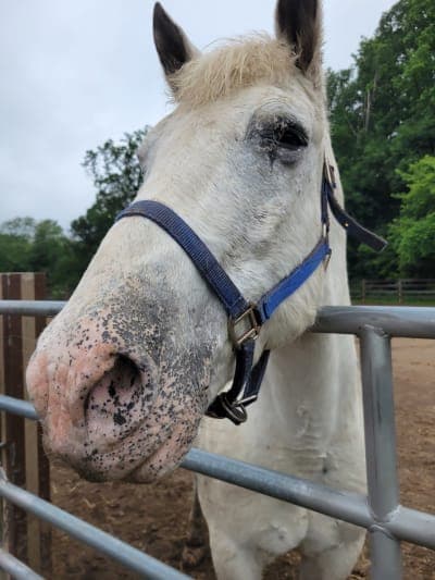 Watchung Stable & Reservation