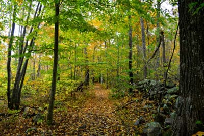 Weetamoo Woods