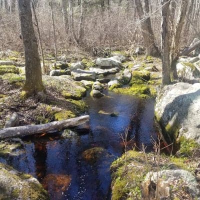 Weetamoo Woods