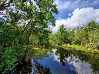 Welaka State Forest