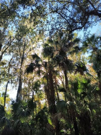 Welaka State Forest
