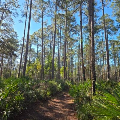 Welaka State Forest