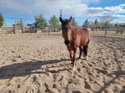 Western Trails Equestrian Park