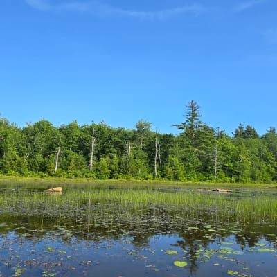 Wendell State Forest