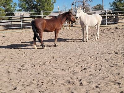 Western Trails Equestrian Park