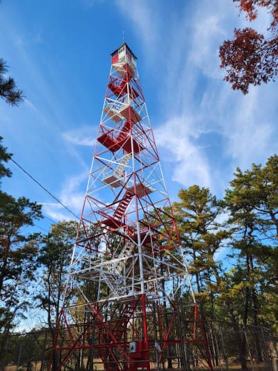 Wharton State Forest