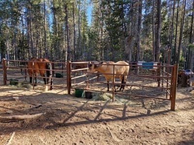 Whitefish Horse Camp