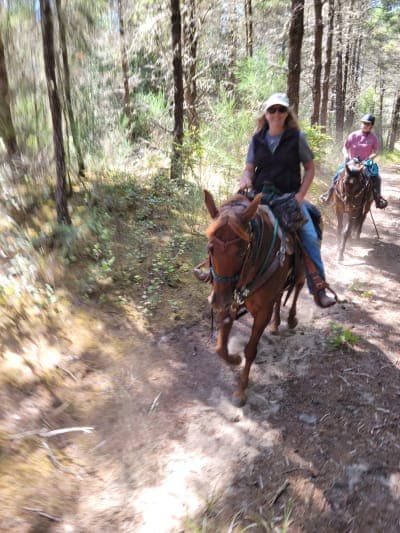 Wild Mare Horse Camp