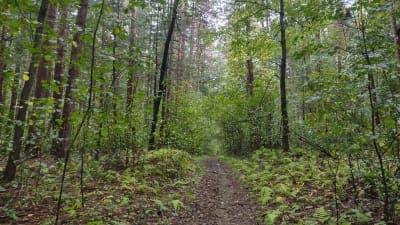 Willowdale State Forest