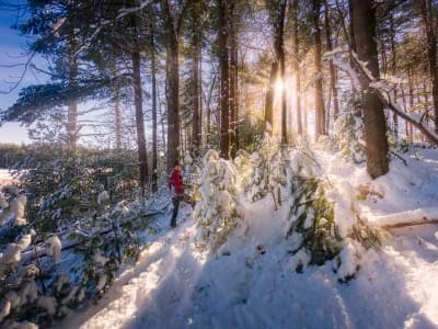 Willowdale State Forest