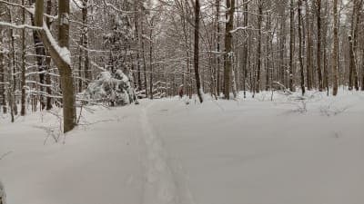 Winona State Forest