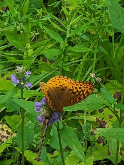 Windsor State Forest