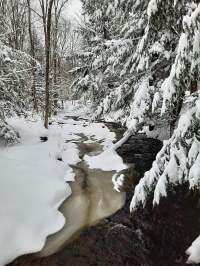 Winona State Forest