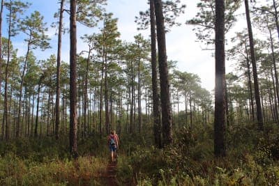 Withlacoochee State Forest
