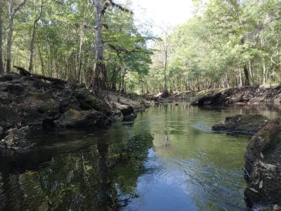 Withlacoochee State Forest