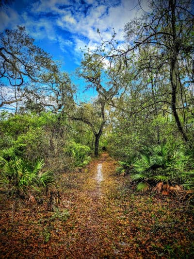 Withlacoochee State Forest