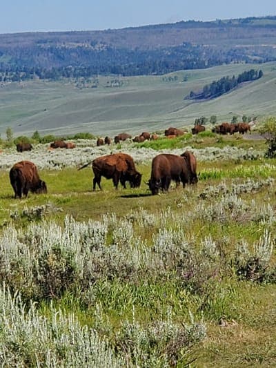 Yellowstone National Park – Lamar River Stock Trailhead