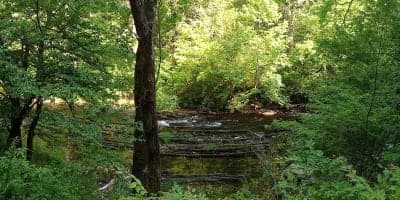 Young Branch Campground & Little Citico Horse Trails