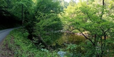 Young Branch Campground & Little Citico Horse Trails