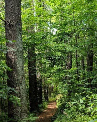 Yellowwood State Forest