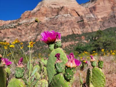 Zion National Park / Sand Bench & Wilderness Stock Routes