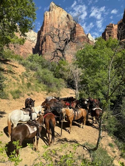 Zion National Park / Sand Bench & Wilderness Stock Routes