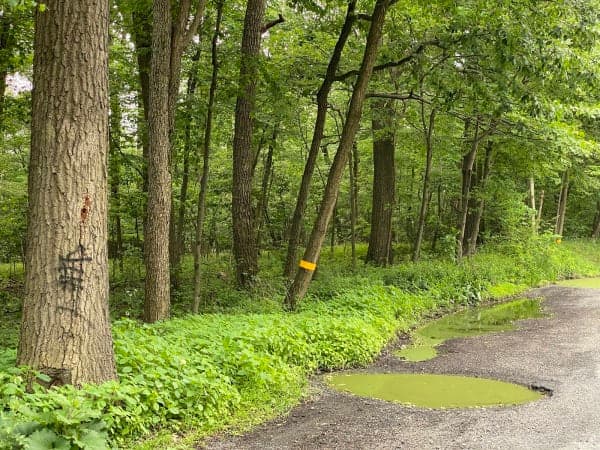 Weiser State Forest / Stony Valley Rail Trail & Mud Run Equine Area