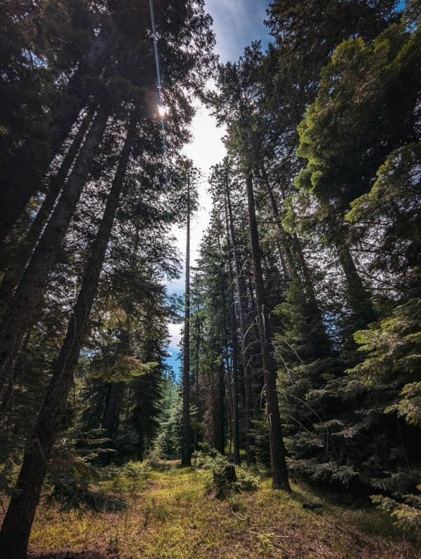 Ahtanum State Forest (Tree Phones / Grey Rock Trail)