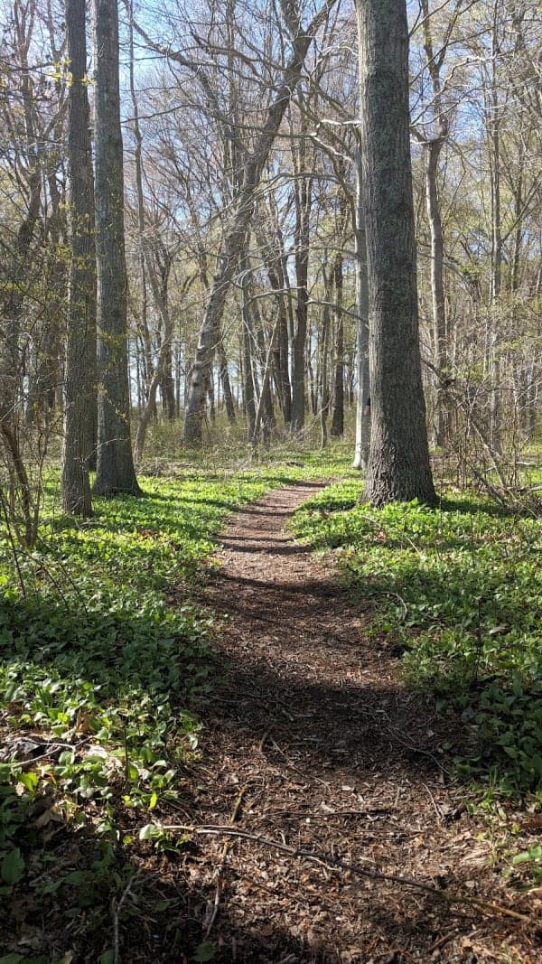 Albro Woods