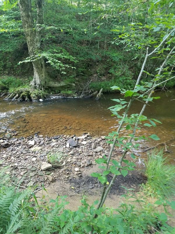 Allegheny National Forest / Kelly Pines Equestrian Area