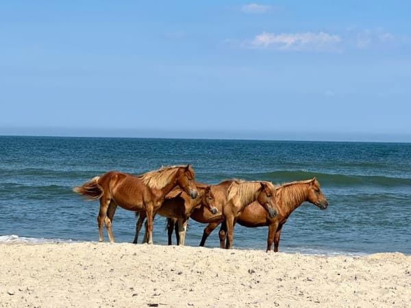 Assateague Island National Seashore