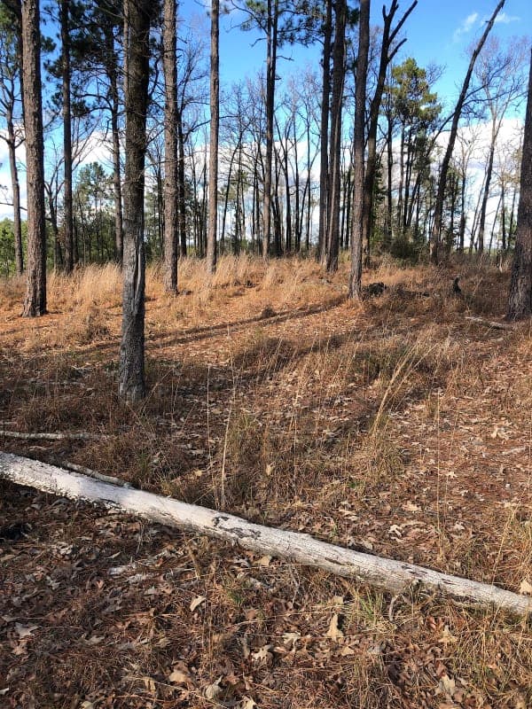 Caroline Dormon Trail / Trailhead