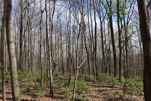 Chapman Mountain Nature Preserve