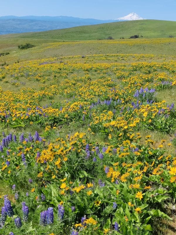 Columbia Hills Historical State Park