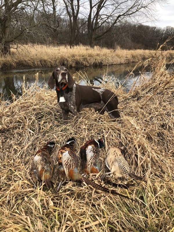 Des Plaines State Fish & Wildlife Area