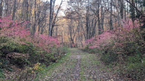 Fort Hill Recreational Rail Trail
