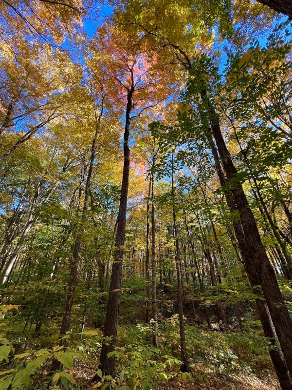 Frances Slocum State Forest