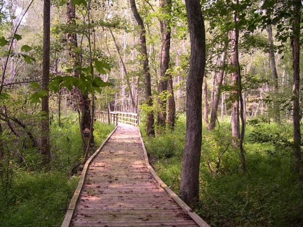 Francis Marion National Forest